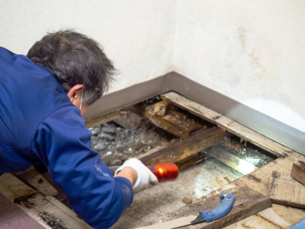 Reliable Dock Junction, GA Mold Remediation Solutions
