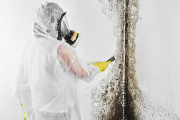Best Post-Flood Mold Remediation in Dock Junction, GA