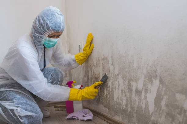 Best Post-Flood Mold Remediation in Dock Junction, GA