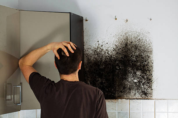 Best Basement Mold Remediation in Dock Junction, GA