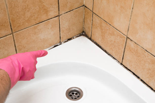 Best Commercial Mold Remediation in Dock Junction, GA